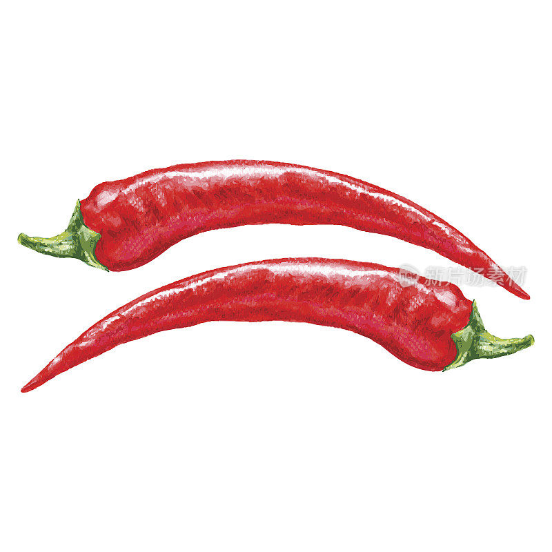 Watercolor fresh red chili pepper isolated on white background, vector illustration, cooking ingredients, condiment, Hand drawn spicy for design menu, packaging ketchup, sauce, natural product